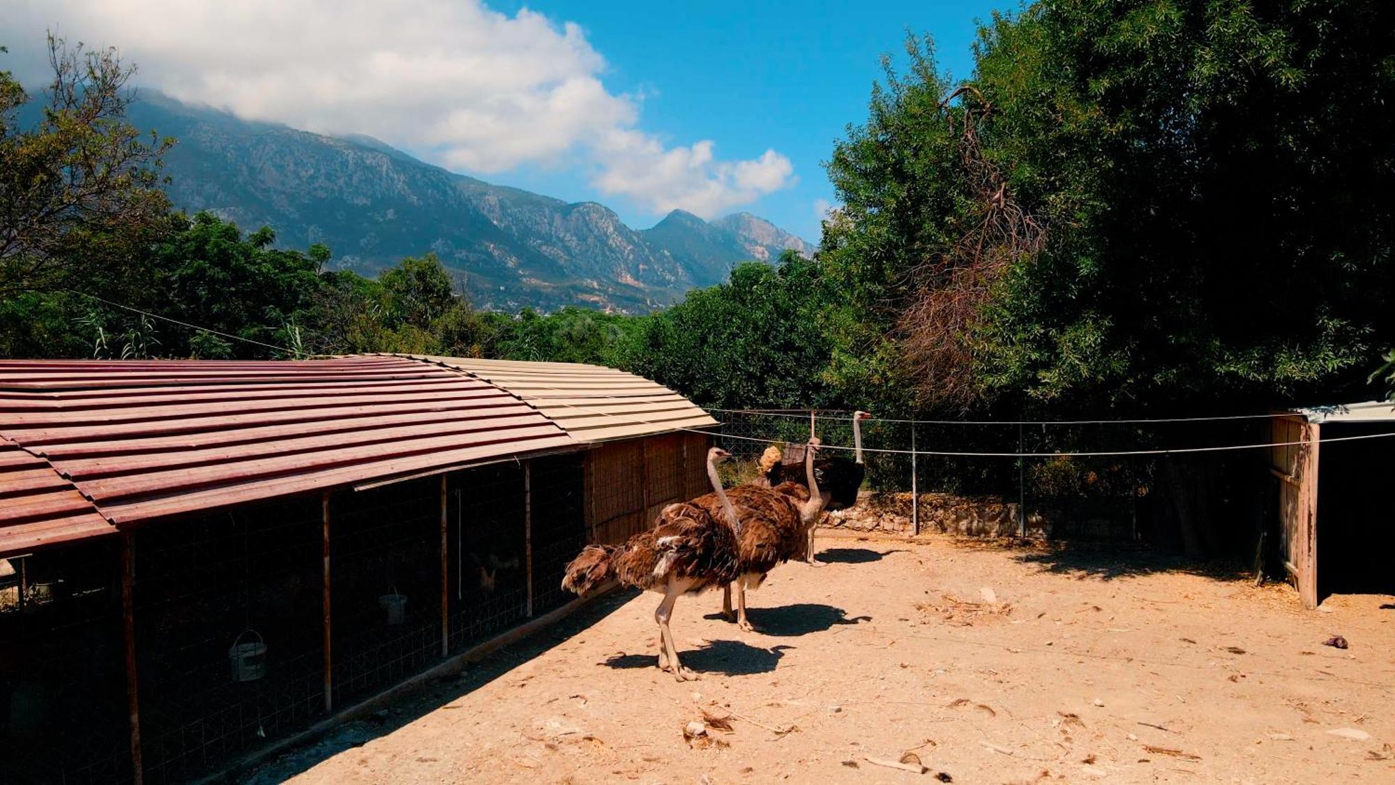 Almond Holiday Village 키레니아 외부 사진